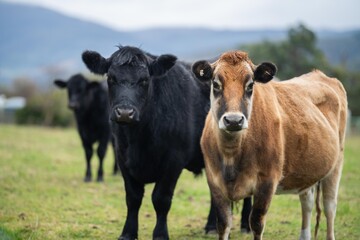 Stud Angus, wagyu and murray grey, Dairy, beef bulls and cows, being grass fed on a hill in Australia.