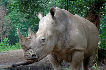 Big Rhino walking in the jungle