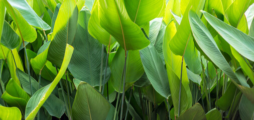 Nature of green leaf in the garden in summer. Natural green leaves plants spring background, greenery environment ecology wallpaper