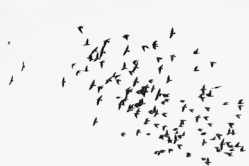 black silhouette flock of birds backlit Isolate on transparent background PNG file