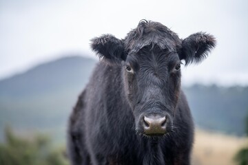 livestock beef cattle in a field on a farm. close up of a cows face.