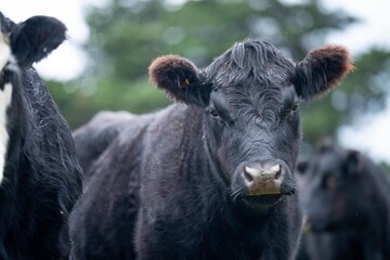 Fototapeta premium livestock beef cattle in a field on a farm. close up of a cows face.