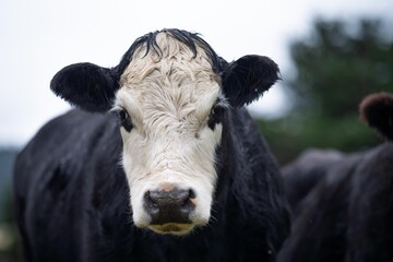 Sustainable cows in a meadow. Portrait of a cow in a field