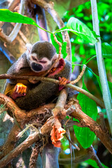 sleeping monkey on a branch