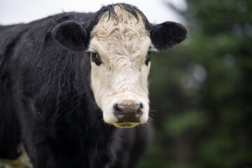 Sustainable cows in a meadow. Portrait of a cow in a field