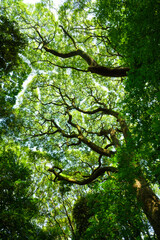 公園や森の木を見上げると樹冠が広がっている風景
