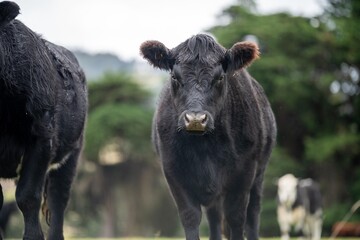 Sustainable cows in a meadow. Portrait of a cow in a field