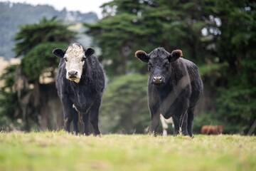 Fototapeta premium Sustainable cows in a meadow. Portrait of a cow in a field