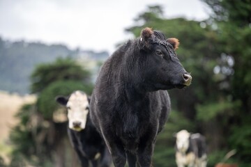 Sustainable cows in a meadow. Portrait of a cow in a field