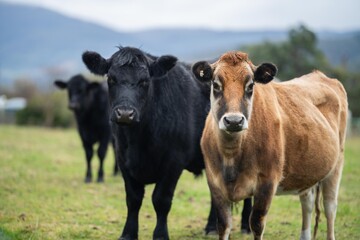 Sustainable cows in a meadow. Portrait of a cow in a field