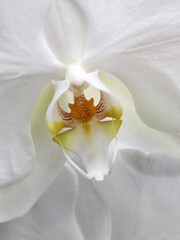White orchid. Background from white orchid flower. Floral background