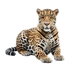 Fototapete Leopard Jaguar transparent background, png