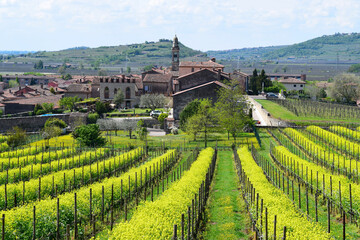 Hilly Veneto vineyard with yellow blossoming flowers in between the rows of vines and picturesque...