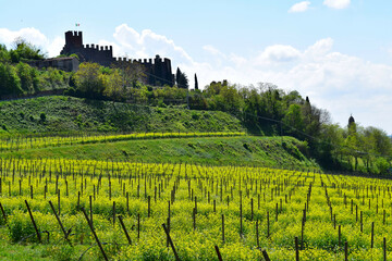Fototapeta na wymiar Hilly Veneto vineyard with yellow blossoming flowers in between the rows of vines and picturesque Italian rural village in the background