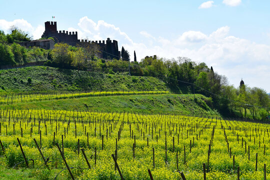 Hilly Veneto vineyard with yellow blossoming flowers in between the rows of vines and picturesque Italian rural village in the background