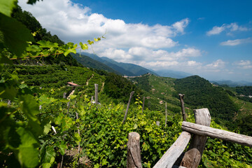 Guia site summer landscape view some week before the harvest