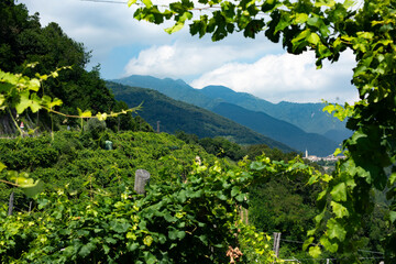 Guia site summer landscape view some week before the harvest
