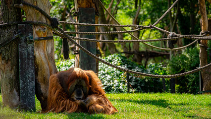 red-haired monkey