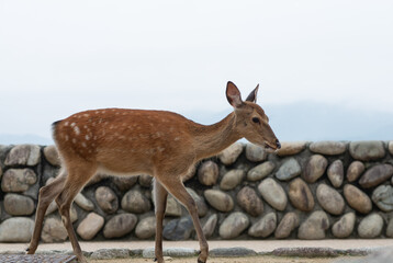 Naklejka na ściany i meble 日本三景宮島の鹿