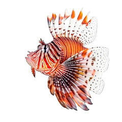 Fototapeta na wymiar Lionfish transparent background, png