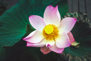 Top view Beautiful pink lotus flower in blooming and above Indian Lotus Pollen on a lotus flower background