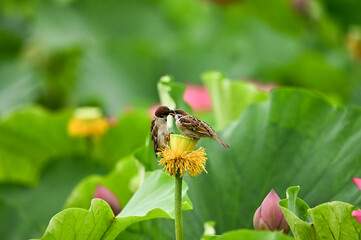 蓮の花