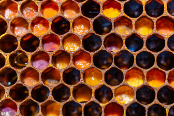 Honeycomb cells full with bee breads in focus