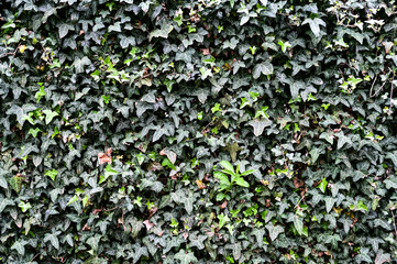 Hecke mit grünen Blättern als Hintergrund