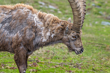 A male Alpine ibex in the Fontanalba valley. This valley, like the nearby Vallee des Merveilles, is famous for its numerous petroglyphs.