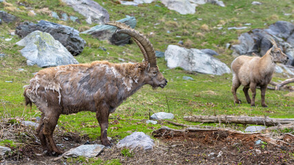 A male and a female alpine ibex in the fontanalba valley. This valley, like the nearby Vallee des Merveilles, is famous for its numerous petroglyphs.