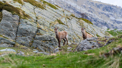 Goats in the Fontanalba valley, near The Vallée des Merveilles.