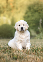 little cute puppy 6 weeks old dog golden retriever walks in the park on a walk in the summer at sunset
