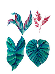 Plants elements. tropical collection. illustration isolated on white background, exotic leaves. watercolor style.
