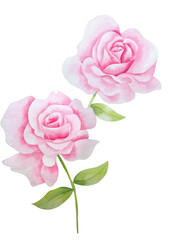 Watercolor roses.  Garden pink flowers, leaves. Botanic illustration isolated on white background.