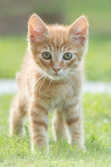Beautiful reddish kitten captured while playing in the garden. 