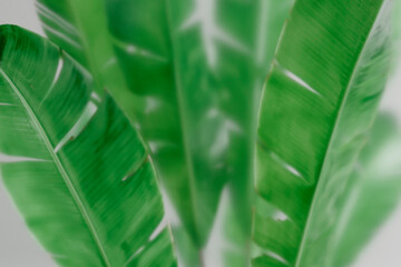 Tropical banana leaf behind frosted glass. Abstract botanical background with green foliage. Asian indoor garden with palm tree wallpaper.