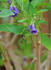 Closeup of Violet Bush blooms, Somerset, England
