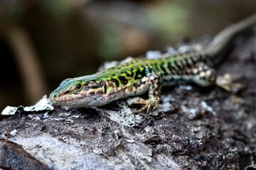 Fototapeta premium Close up of lizard Podarcis Siculus