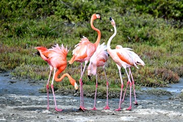 Flamingo Bonaire
