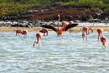 flamingos Bonaire