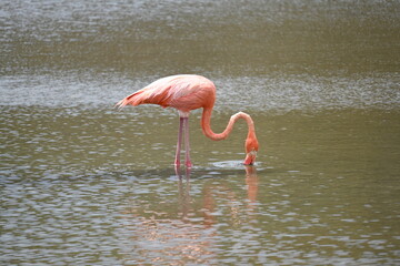 Flaminge Bonaire