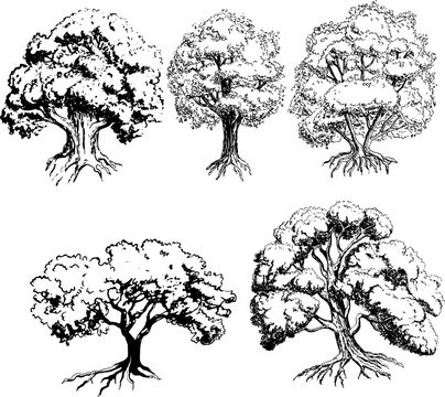 Trees. Black and white silhouette sketch of trees with roots. Vector illustration