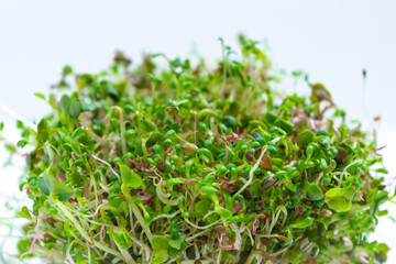 Obraz premium Bunch of young sprouts of microgreens, grown for food in a jar, on a glass saucer.