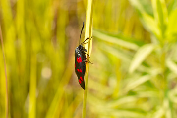 Side view of a butterfly sitting on the grass Zygaena transalpina