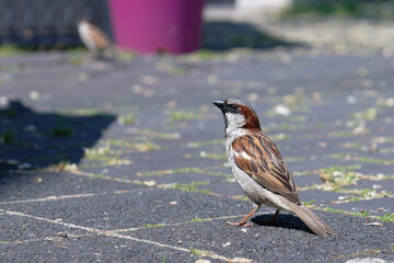 Moineau cisalpin - Passer italiae - station autoraoute