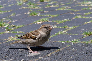 Moineau cisalpin - Passer italiae - station autoraoute
