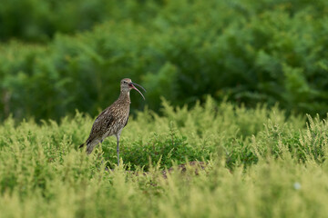 Curlew (Numenius arquata) calling from grassland on Skomer Island in Pembrokeshire, Wales
