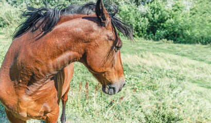 Brown horse turned its head sideways on pasture on a summer day