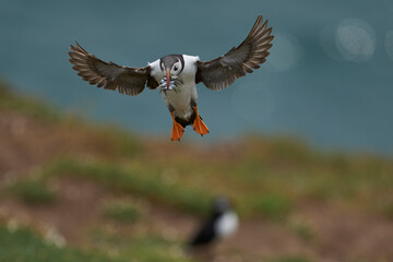Puffin (Fratercula arctica) landing with small fish in its beak to feed its chick on Skomer Island off the coast of Pembrokeshire in Wales, United Kingdom