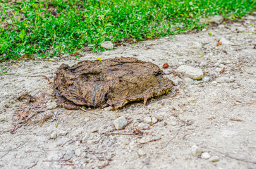 Cow feces on the road in the village. Feces of livestock